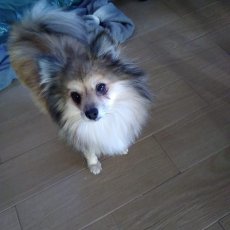 Pomi
